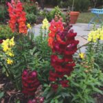 Fall Planting for Winter Color