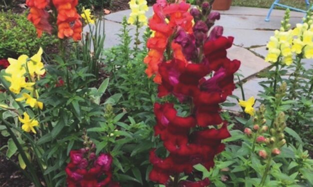 Fall Planting for Winter Color